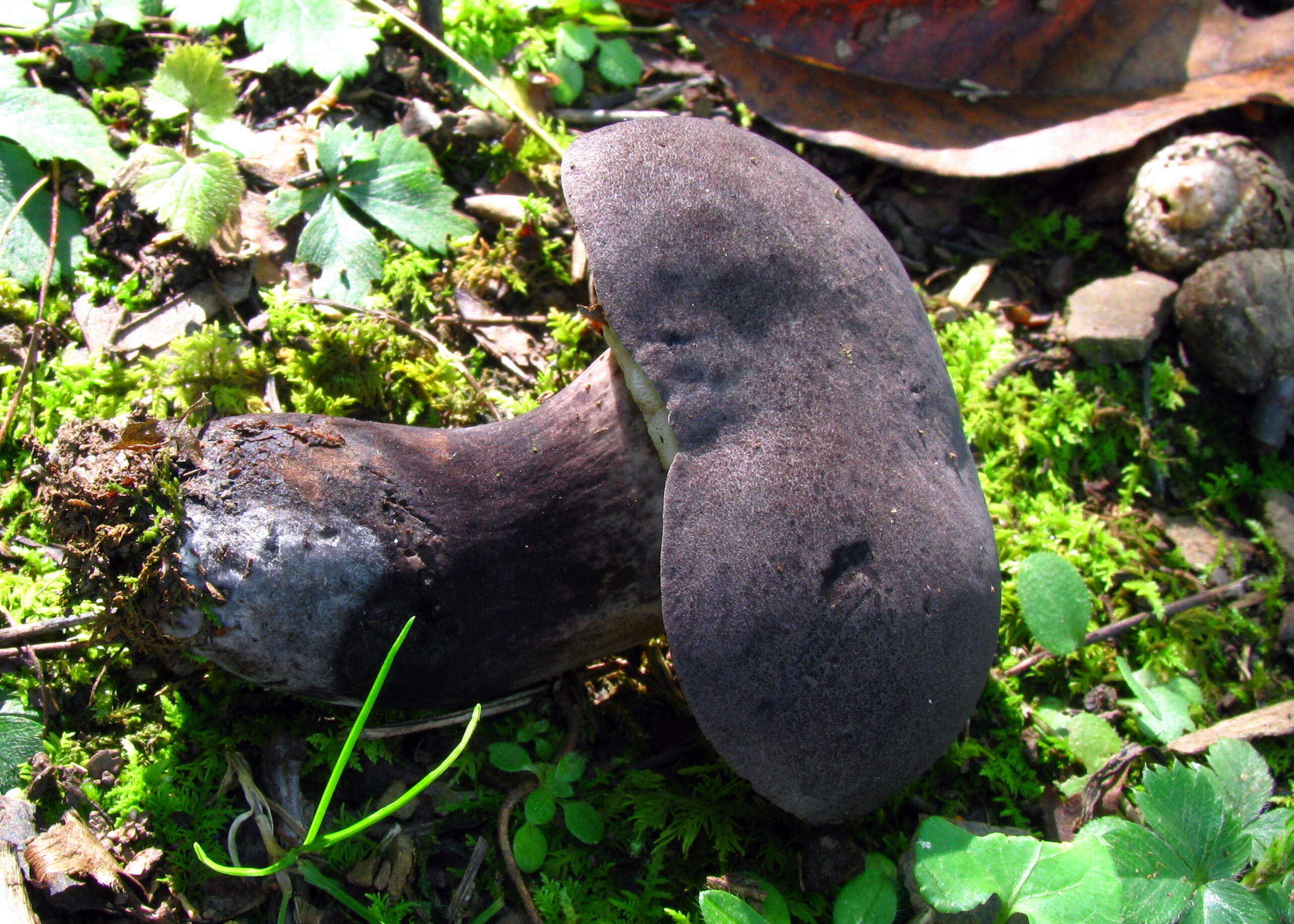 Image of Tylopilus alboater (Schwein.) Murrill 1909