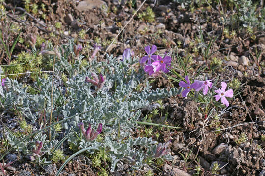 Image of longleaf phlox