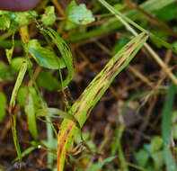 Image of Grisebach's bristlegrass