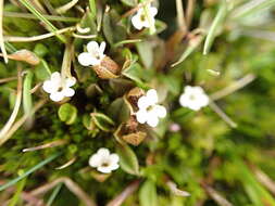 Imagem de Myosotis bryonoma Meudt, Prebble & Thorsen