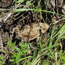 Image of Short-tailed horned lizard