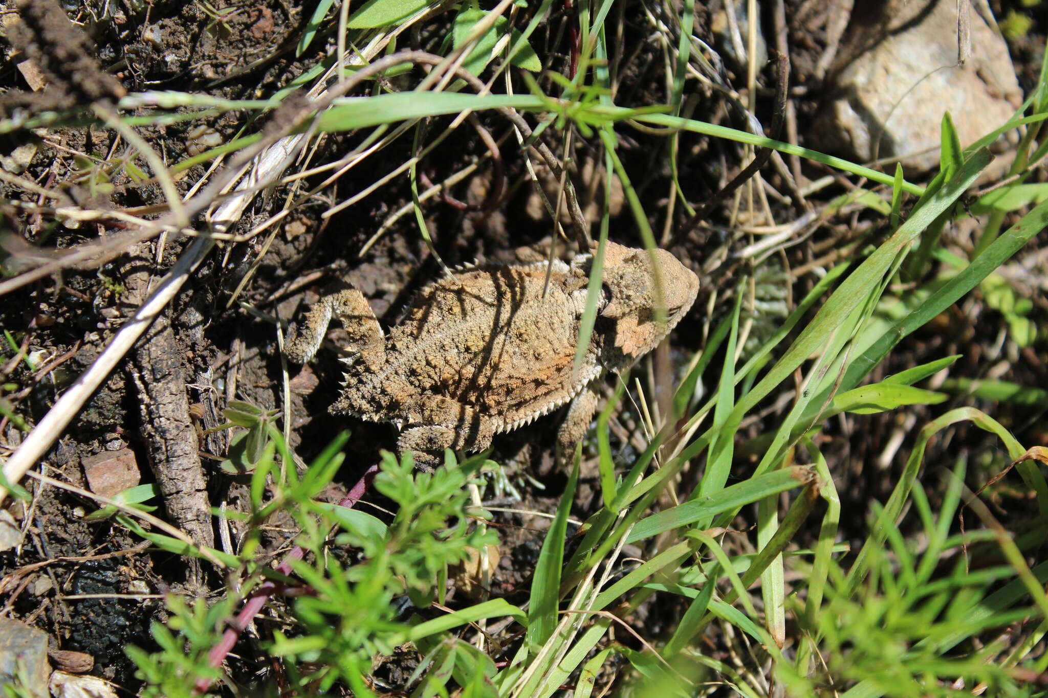 Image of Short-tailed horned lizard