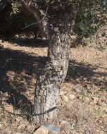 Image of Cork Oak