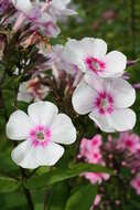 Image of fall phlox