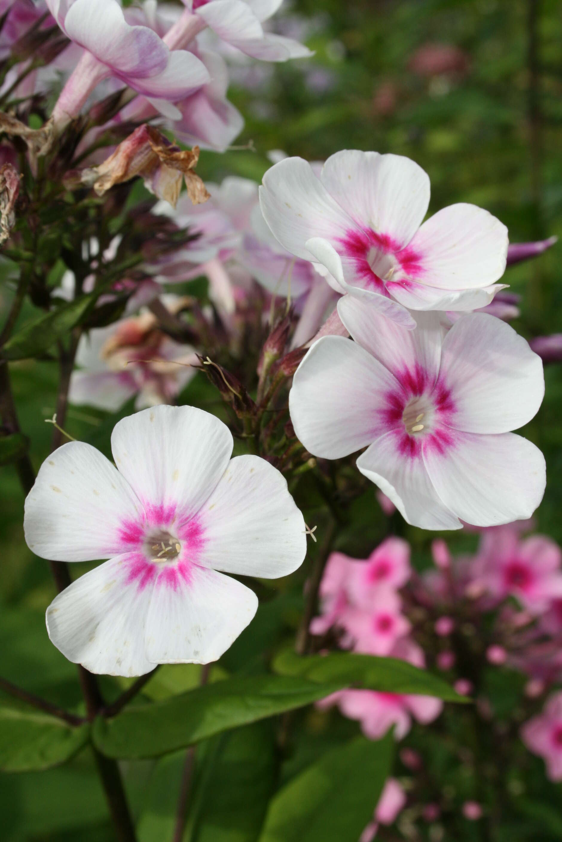 Image of fall phlox