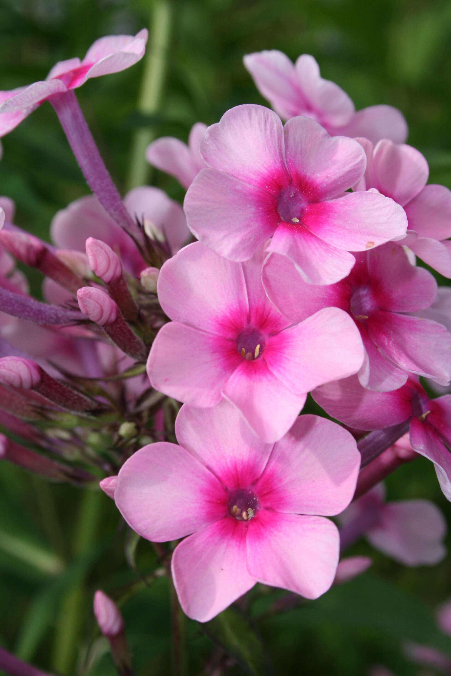 Image of fall phlox