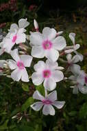 Image of fall phlox