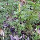 Imagem de Dendrolycopodium dendroideum (Michx.) A. Haines