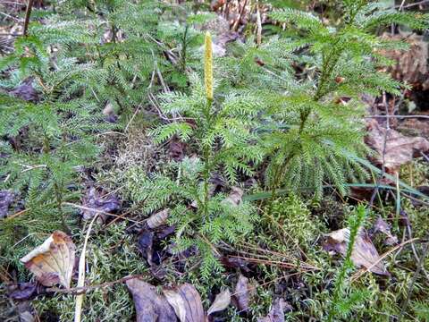 Imagem de Dendrolycopodium