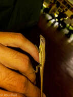 Image of Grass Anole