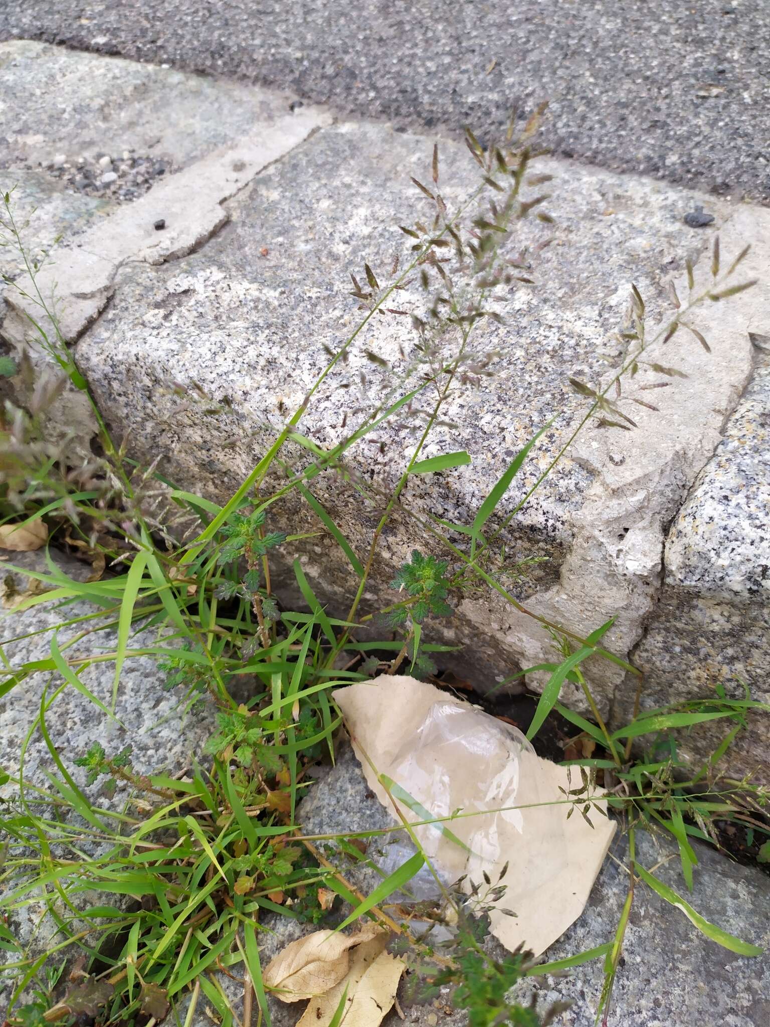 Image of small love grass