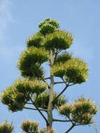 Image of American Aloe