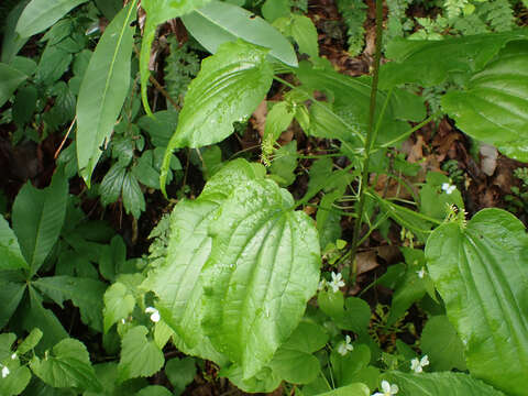 Image of Downy Carrion-Flower