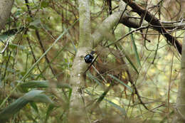 Image of Superb Fairy-wren