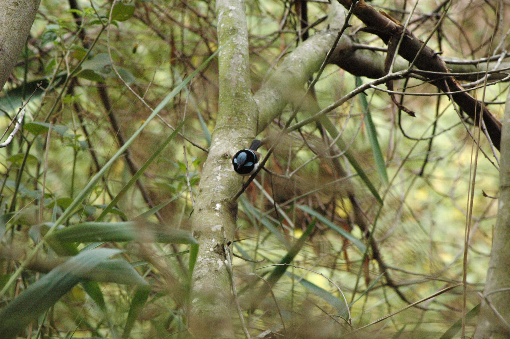 Image of Superb Fairy-wren