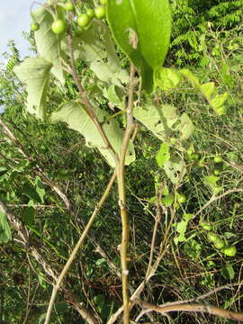 Solanum paniculatum L. resmi