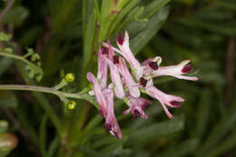 Image of Fumaria bicolor Nicotra