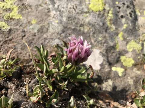 Слика од Trifolium parryi A. Gray