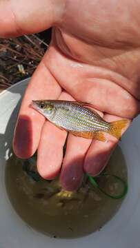 Image of Checkered rainbowfish