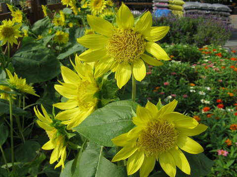 Image of common sunflower