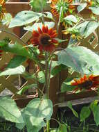 Image of common sunflower