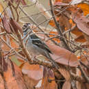 Image of Chestnut-crowned Sparrow-Weaver
