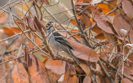 Image of Chestnut-crowned Sparrow-Weaver