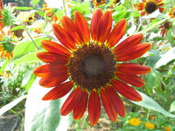 Image of common sunflower