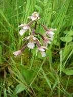 Image of Marsh Helleborine