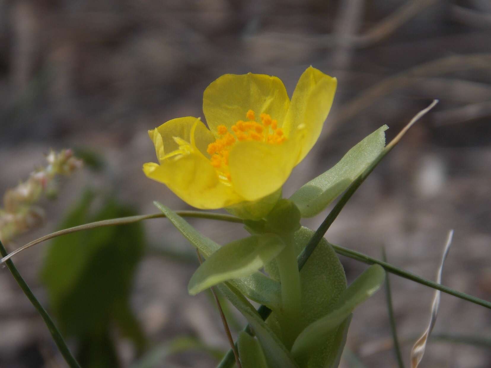 Portulaca umbraticola subsp. umbraticola resmi