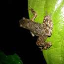 Image of Kadamaian Stream Toad