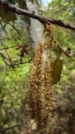 Imagem de Quercus candicans Née