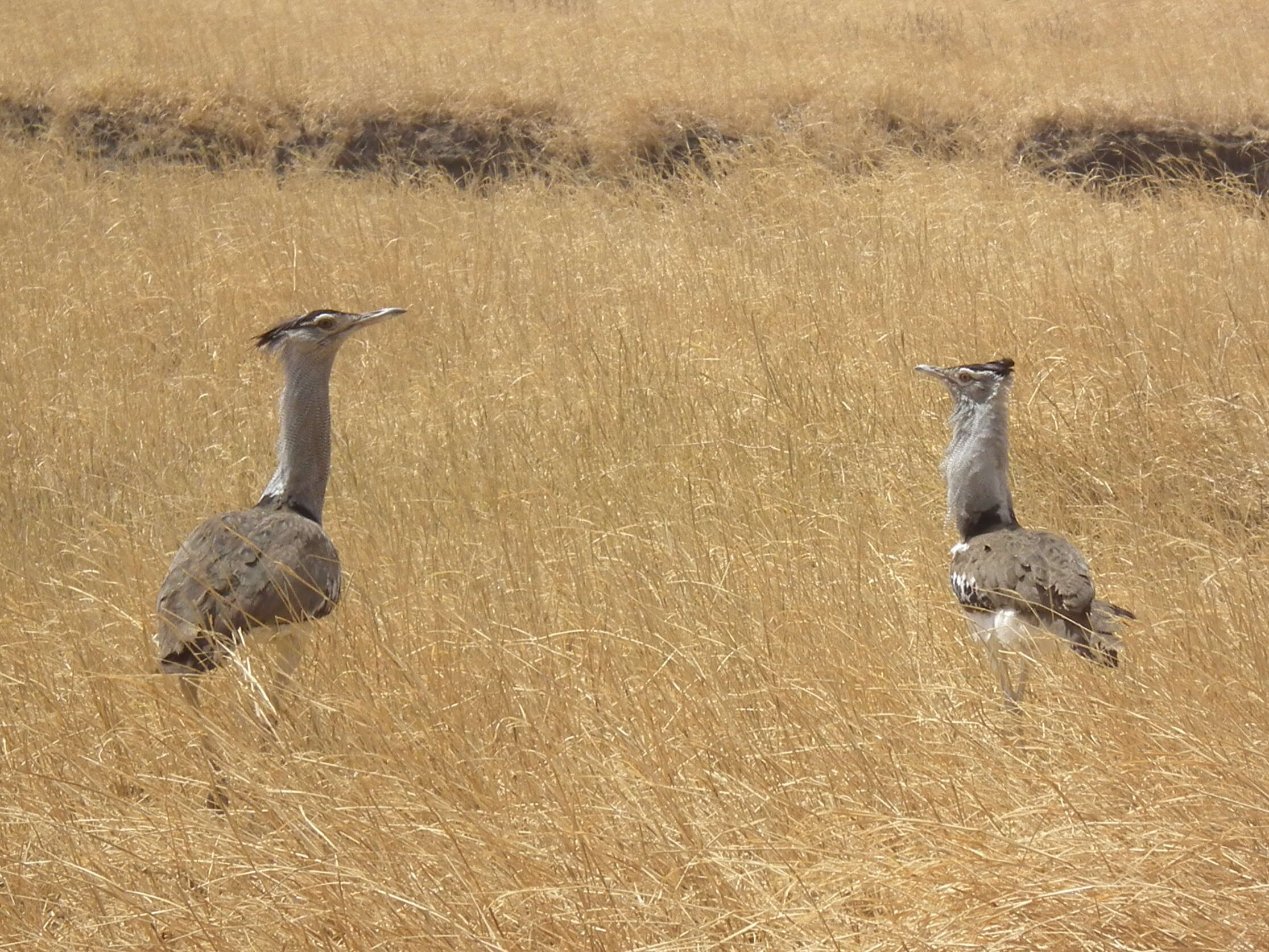 Image of Kori Bustard