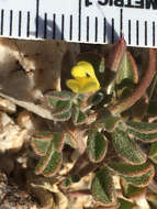 Image of strigose bird's-foot trefoil