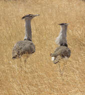 Image of Kori Bustard