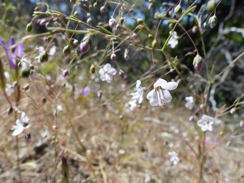 Слика од Hesperolinon spergulinum (Gray) Small