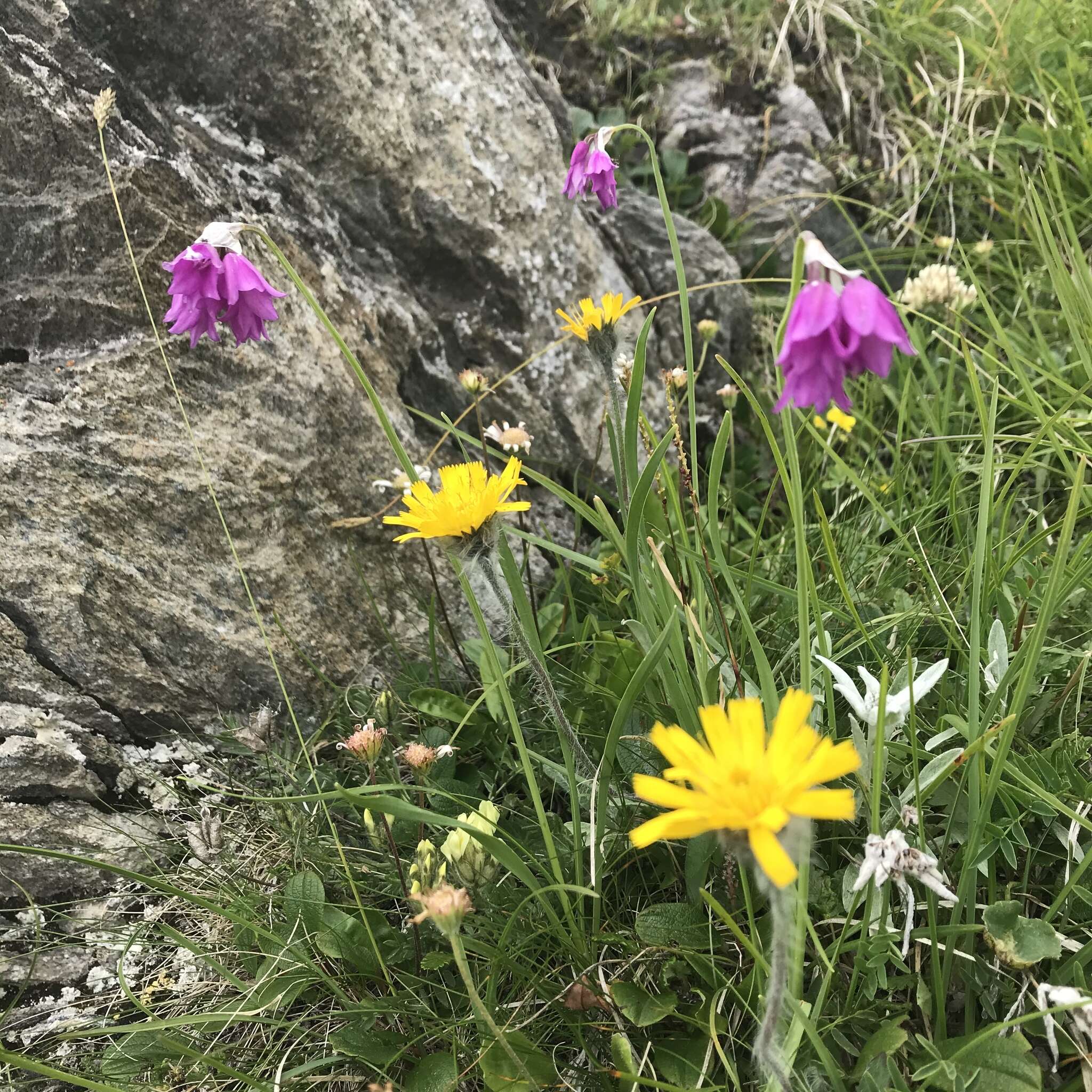 Image of Allium narcissiflorum Vill.