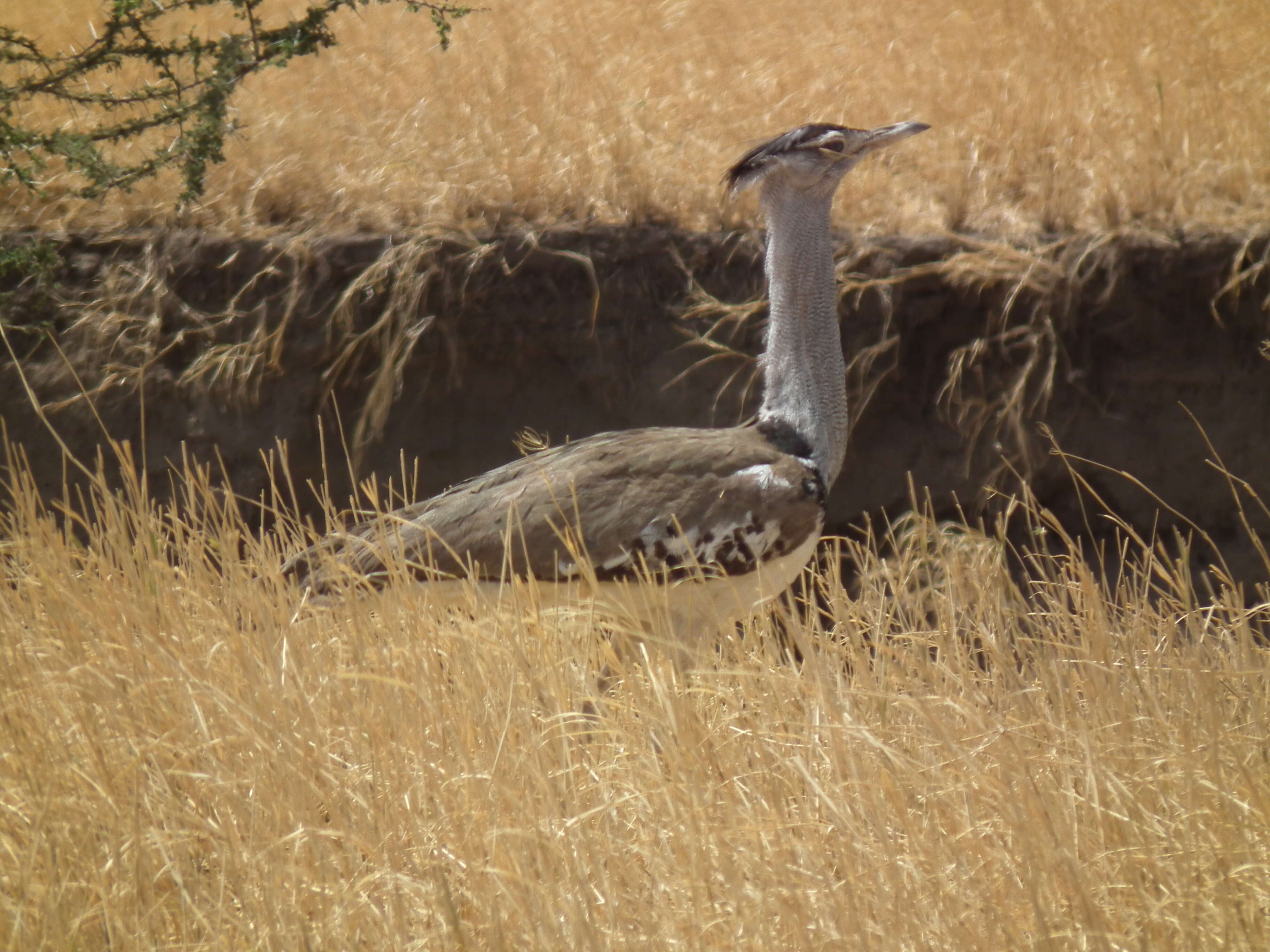 Image of Kori Bustard