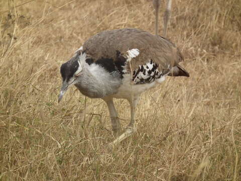 Image of Kori Bustard