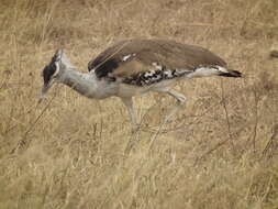 Image of Kori Bustard