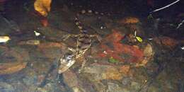 Image of South American Spectacled Caiman