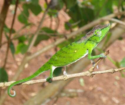 Image of Tarzan Chameleon