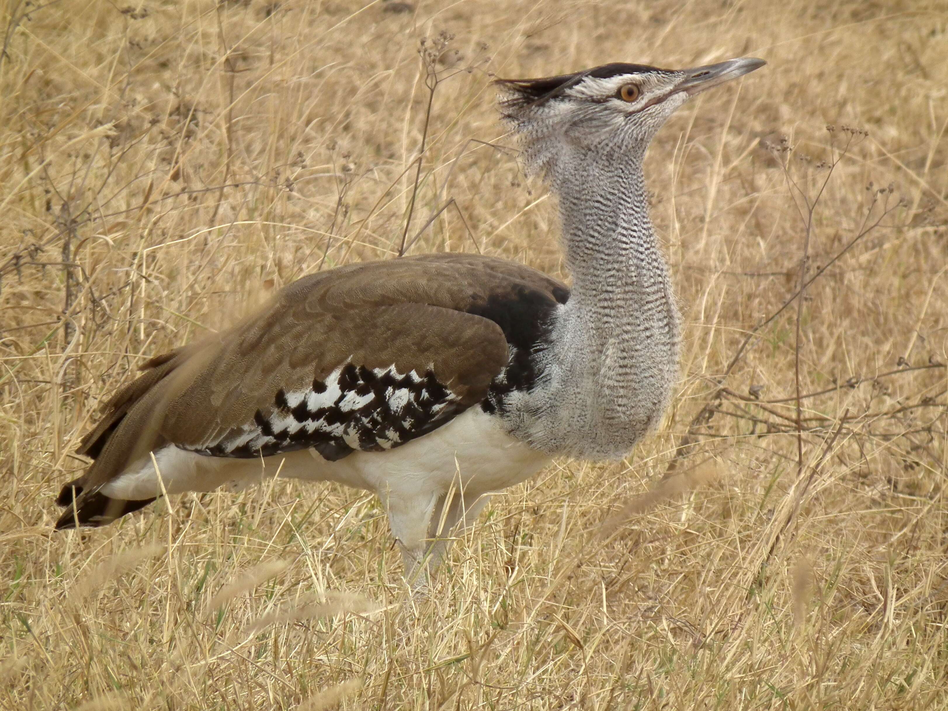 Image of Kori Bustard