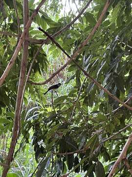 Image of Puerto Rican Flycatcher