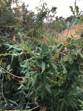 Image of Nevin's barberry