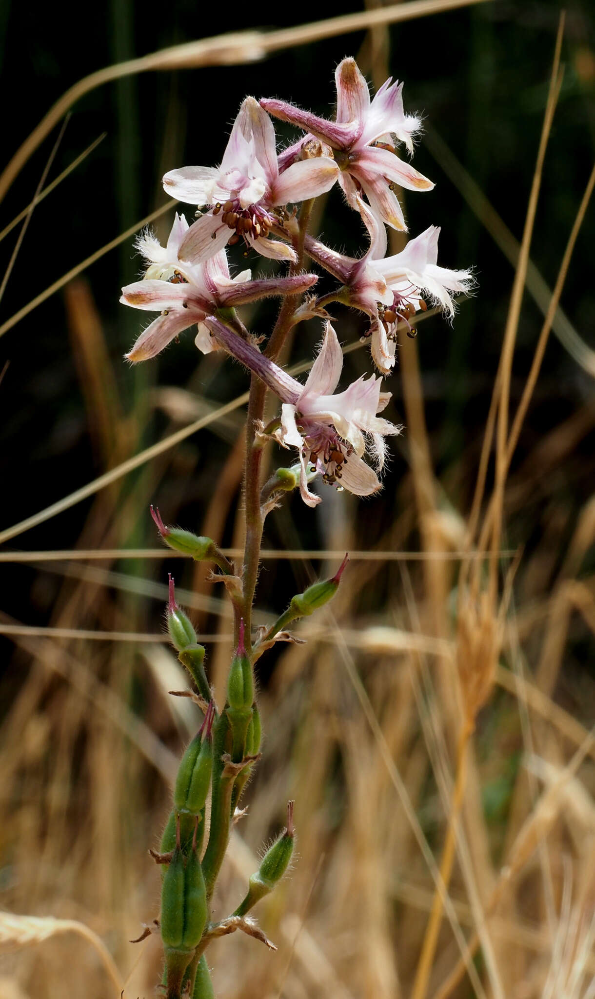 Image of Delphinium fissum subsp. ithaburense (Boiss.) C. Blanche & Molero