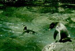 Image of Galapagos Penguin