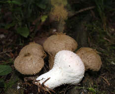 Imagem de Lycoperdon perlatum Pers. 1796