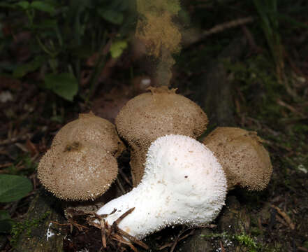 Imagem de Lycoperdon perlatum Pers. 1796