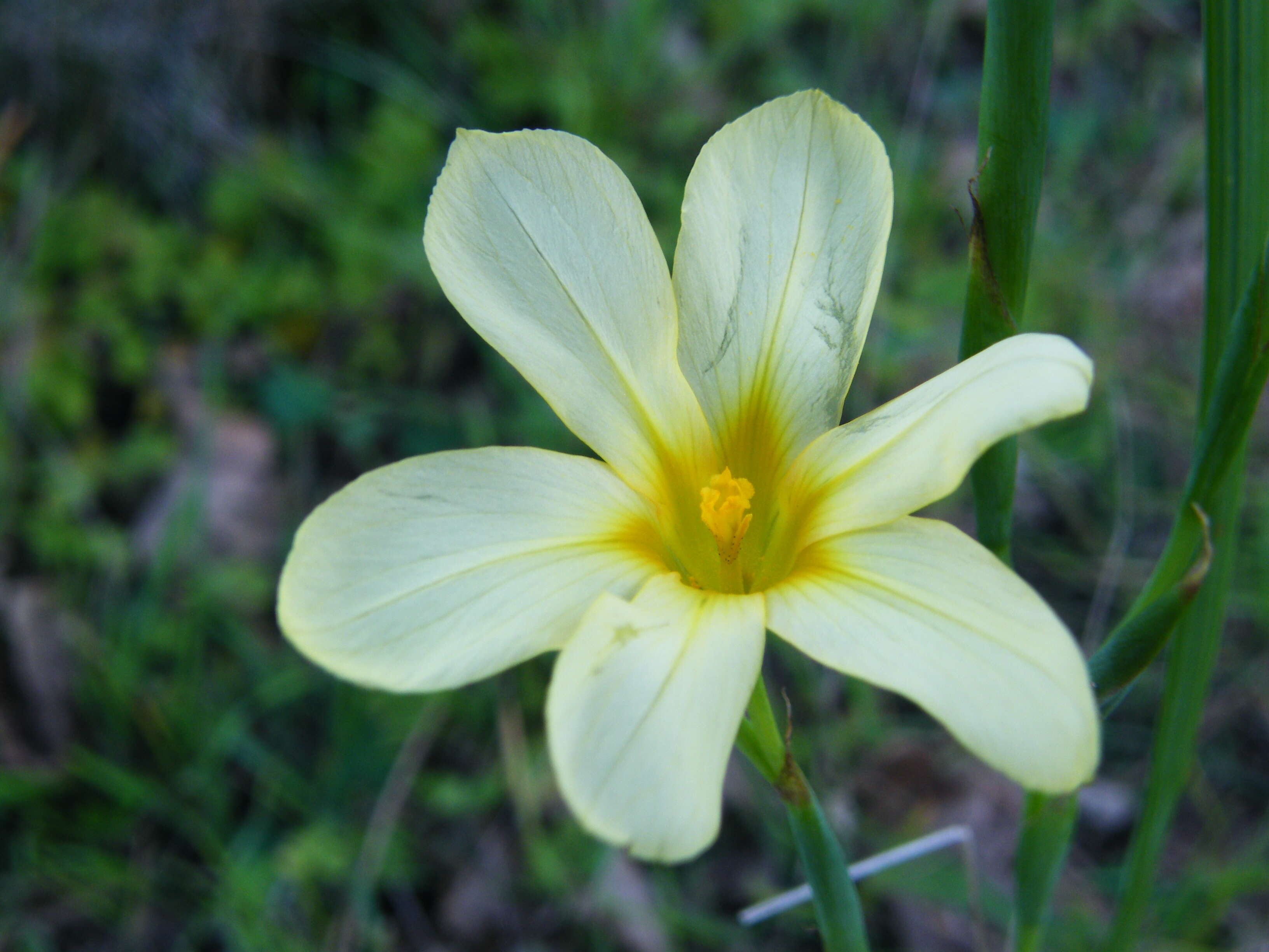 Image of One-leaf Cape tulip